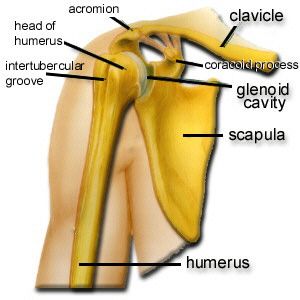 Fractura de clavicula