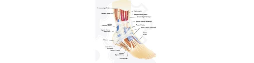 leziuni ale gleznei unguente pentru osteochondroza picioarelor