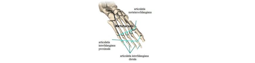 articulatia metatarsofalangiana)